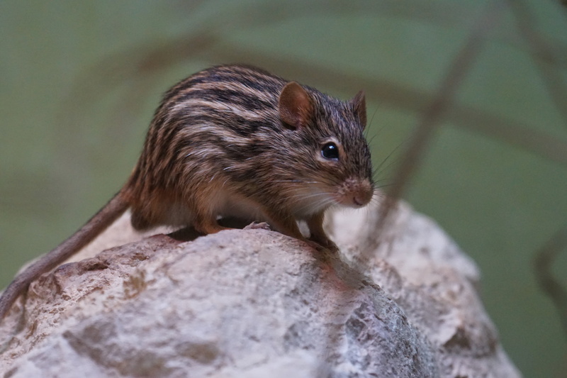 close-up, animal, wildlife, day, rat, solid, chipmunk, mammal, eating, nature, rock, 5K, animals In The Wild, small, fluffy, animal Hair, whisker, outdoors