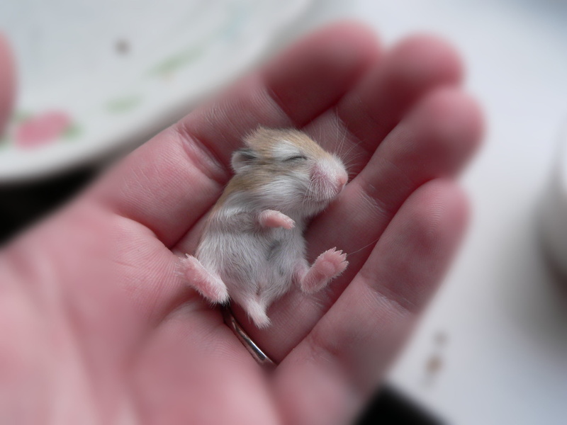 human body part, baby, hand, rat, rodent, young animal, mouse, one person, domestic animals, domestic, selective focus, white, pets, human hand, brown