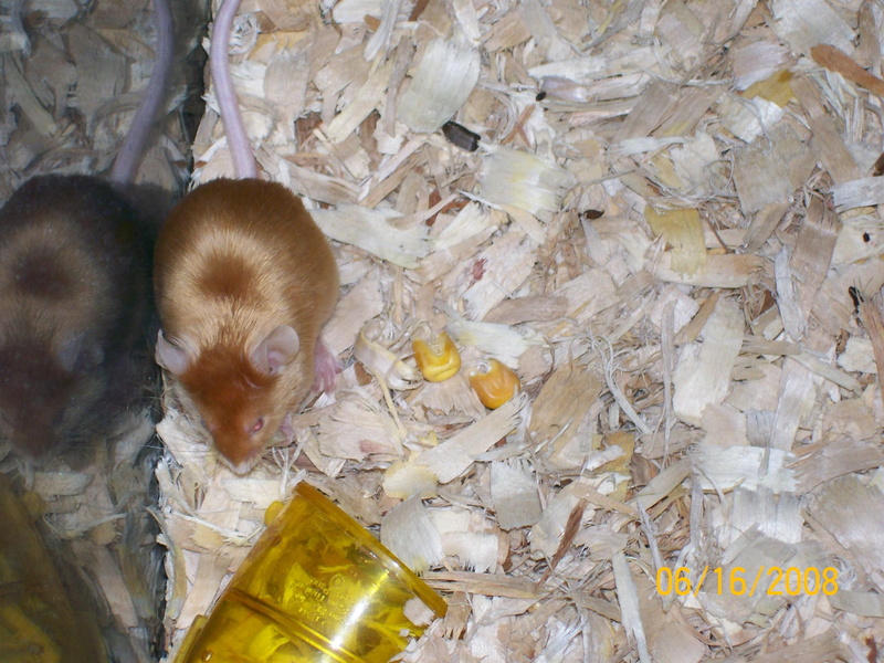 mouse, pet, 1080P, pets, brown, animals, mice