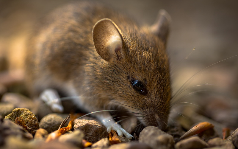 hd, 2K, brown, macro, mouse, animals
