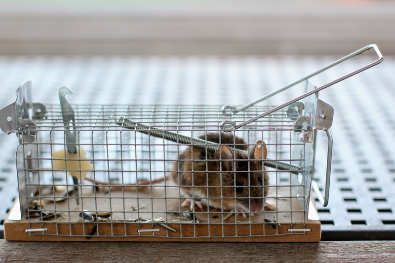case, caught, focus on foreground, day, indoors, vertebrate, primate, cage, monkey, animals in captivity, domestic, mammal, animal, one animal, no people