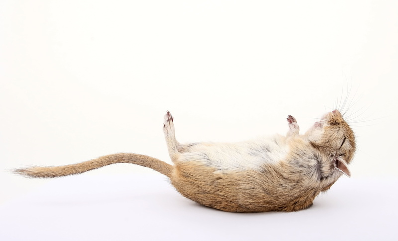 indoors, dead, attractive, rodent, copy space, pets, up, animal, grey, furry, pretty, gerbil, animal hair, fur, one animal, mice, gorgeous, death, relaxation