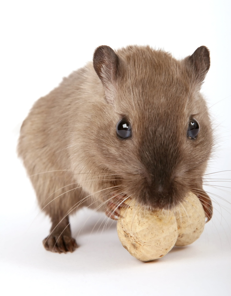 rodent, hamster, pets, whiskers, peanut, two, pet, gorgeous, funny, no people, pest, girl, close, tail, nose, portrait, nuts, creature, cuddly, up, vertebrate