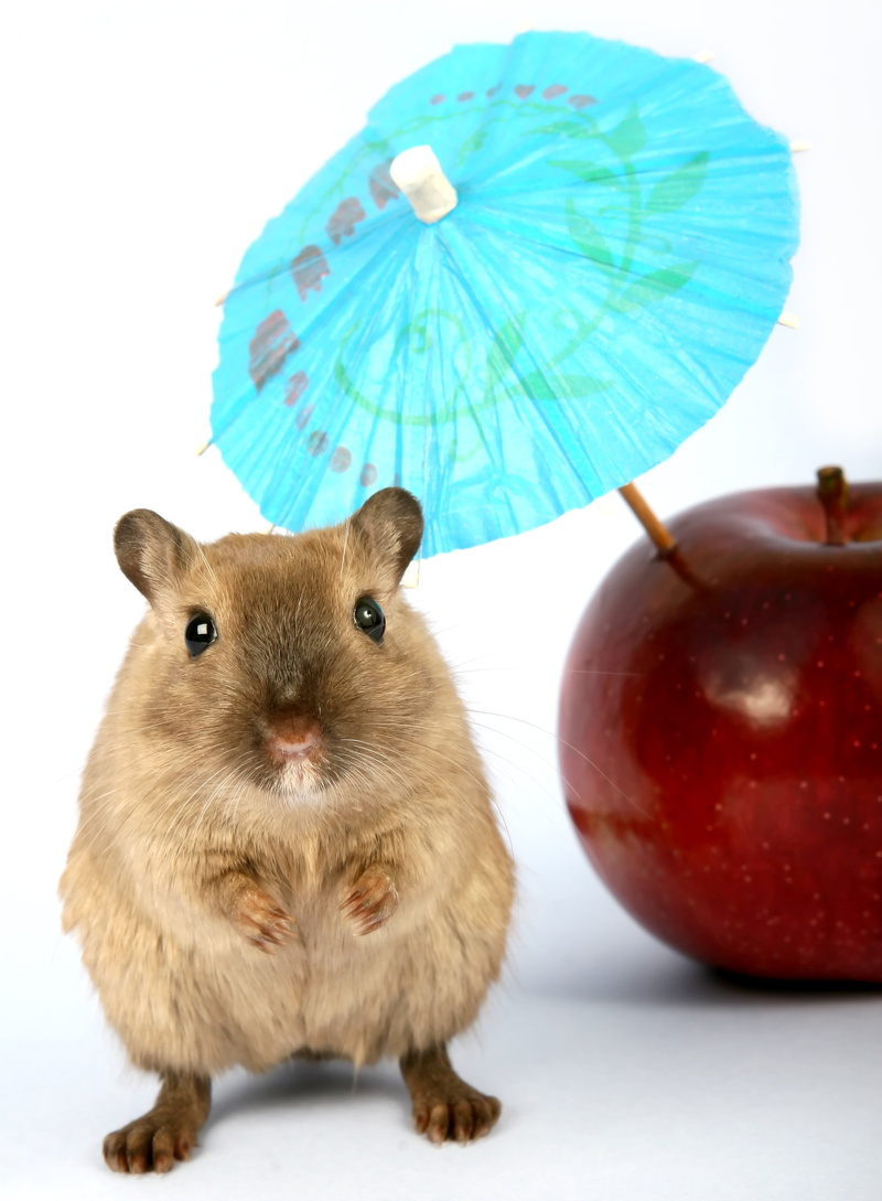 studio shot, no people, fur, food, attractive, mice, white background, gorgeous, close, apple, creature, umbrella, summer, whiskers, red, soft, up, animal themes