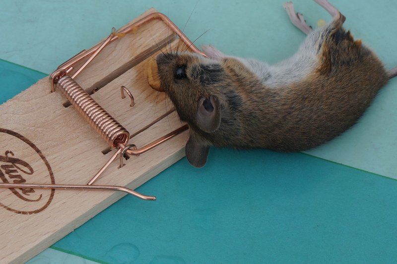 Mouse, domestic, mausetod, risk, cat, Case, animals in the wild, vertebrate, reptile, pest Control Equipment, rodent, danger, 5K, Animal, catching, indoors