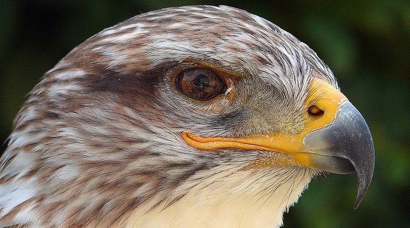 animal body part, falkner, eye, day, spring, bald, flight, animal, molt, falkenstein, animal Head, griffin, falconry, lake, one animal, castle, coursing