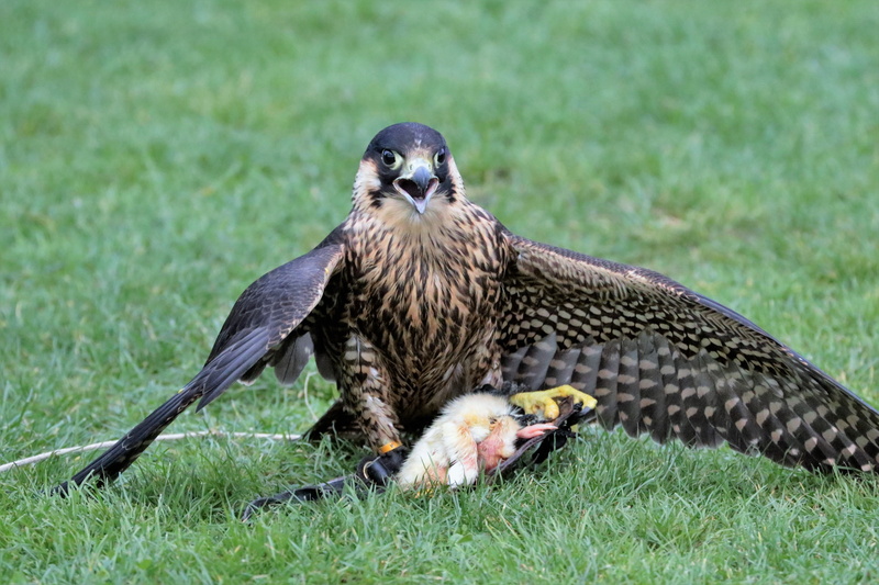 Bird, Beak, Falcon, field, hawk - Bird, falcon - bird, hawk, avian, animal, animals In The Wild, one animal, day, outdoor, animals And Pets, bird of Prey