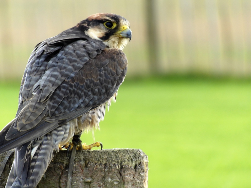 animal Wing, prey, falconry, falcon, vertebrate, lanner, perched, nature, Beak, animal themes, carnivore, animal, Lanner, 4K, animals In The Wild, outdoor