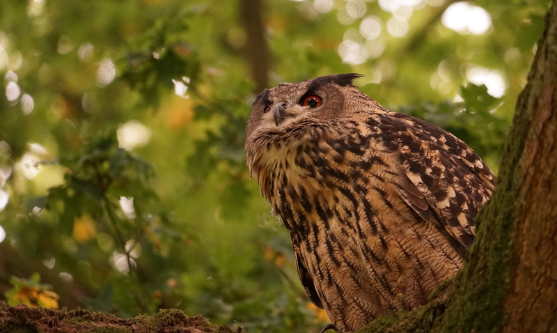 animal Eye, bird, wildlife, forest, close-up, beak, 5K, animals In The Wild, owl, no people, perching, plant, brown, tree, hawk - Bird, bill, outdoors