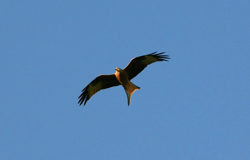 low, fly, animal themes, updraft, photography, yellow, angle, head, spread wings, of course, glide, nature, one animal, raptor, low angle view, in the sky