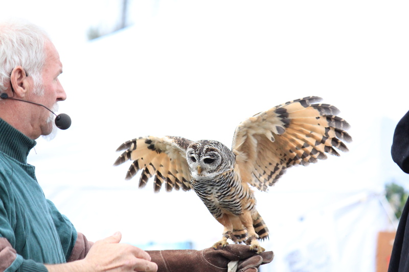 science, 5K, focus on foreground, flying, photo, feather, black and brown, animal, white, males, achim, indoors, senior adult, adults only, wing, day