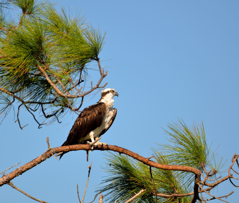 wings, tree, Osprey, predator, white, 2K, clear sky, nature, hunting, day, Animal, eagle, beak, Bird, blue, hunter, animals in the wild, hawk, fly, brown