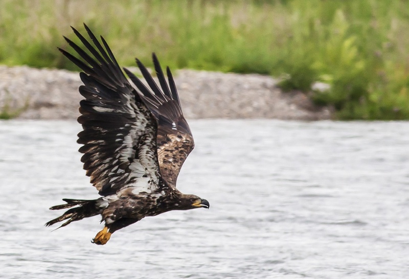 water, spread wings, close-up, animals In The Wild, outdoors, hunter, feather, mid-air, carnivore, golden eagle, day, no people, predator, daytime, motion