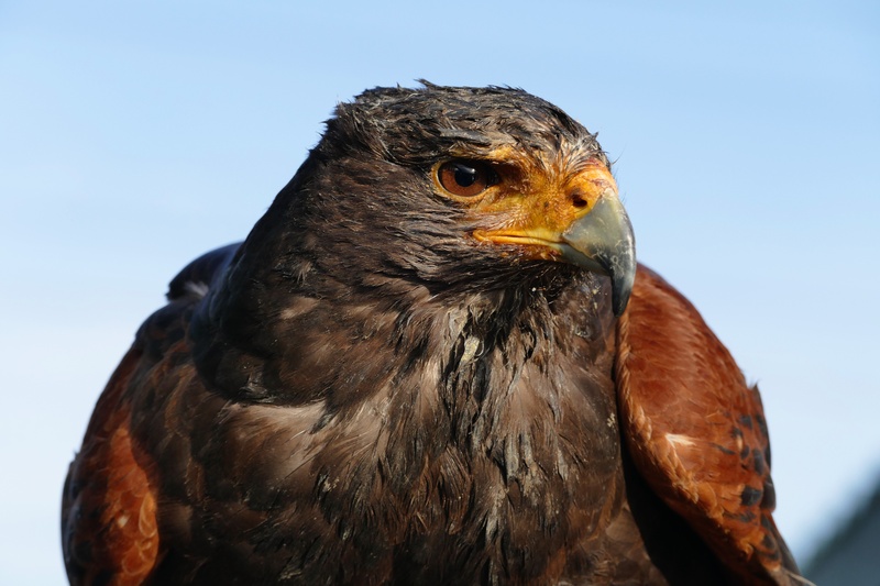 5K, hunter, clear sky, birds, beak, animal, focus on foreground, sky, wildlife, close-up, portrait, bird, eagle - bird, no people, outdoors, animal eye
