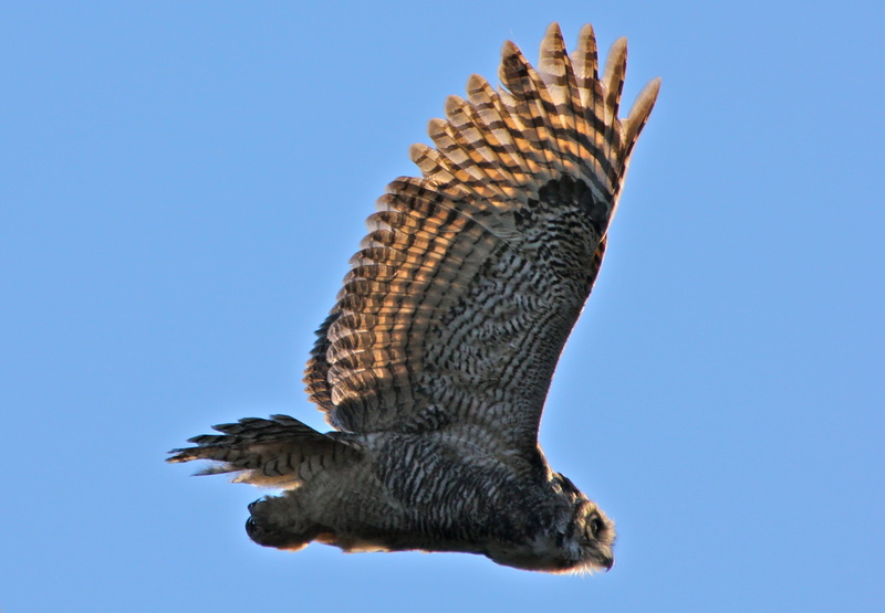 one animal, mid-air, raptor, low angle view, stealth, sky, owl, no people, animals Hunting, day, clear sky, spread wings, animal wildlife, daytime, beak