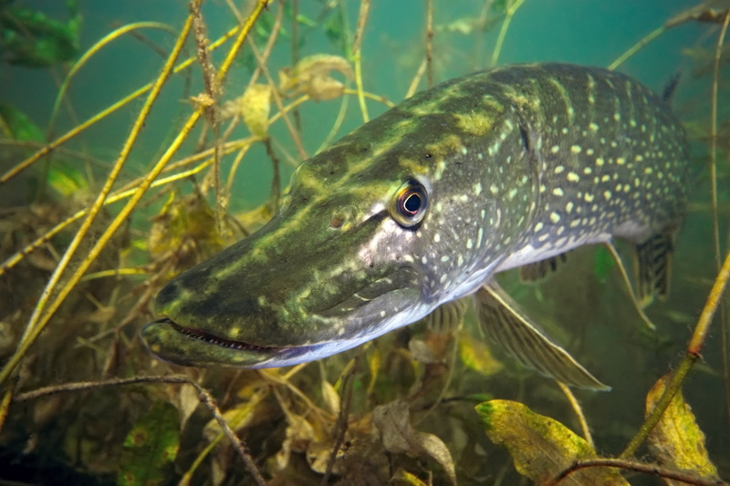 no people, animal, day, fish, animal themes, 4K, animal head, one animal, sea, green color, pike fish fish, nature, water, underwater, close-up, animal wildlife