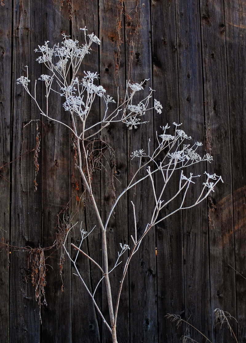 day, vulnerability, branch, rural, no people, morning, snow, old barn wood, weathered, dead plant, dried plant, close-up, wall - building feature, building