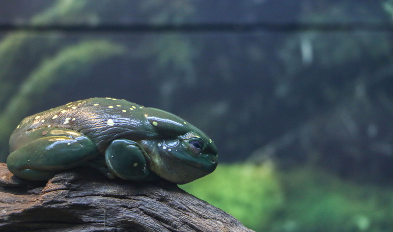 solid, bait, nature, tree frog, lake, wildlife, plant, spots, wood - material, salamander, animals in the wild, branch, turtle, animal, sea life, frog