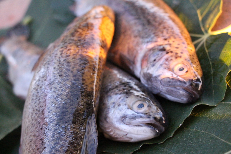 outdoors, marine, seafood, animal, reptile, bait, animal themes, fisherman, nature, animal body part, river, food, one animal, freshness, trout, raw food