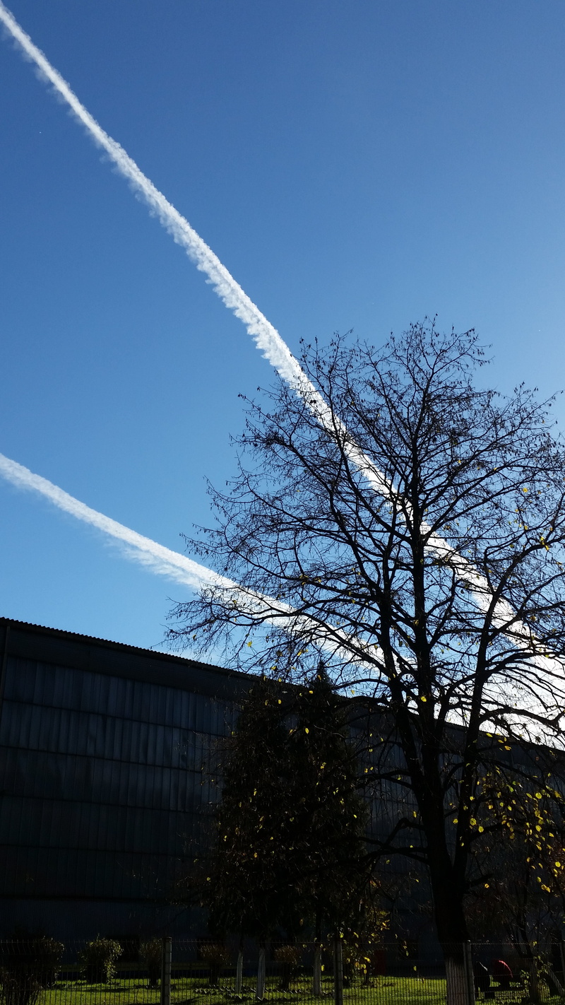 tree, growth, building exterior, day, low angle view, cloud - sky, branch, plant, no people, nature, building, built structure, jet, bare tree, blue, 5K