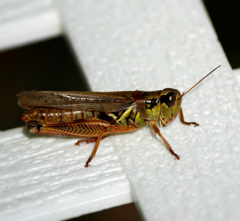 day, animal, close-up, animal wildlife, animals in the wild, entomology, outdoors, brown, one animal, selective focus, bug, animal antenna, summer, wildlife