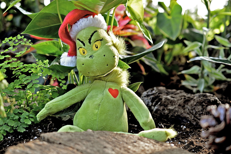 2K, one animal, field, nature, Xmas, focus on foreground, freshness, plant, green, vegetable, outdoors, day, holiday, plush, season, leaf, animal themes