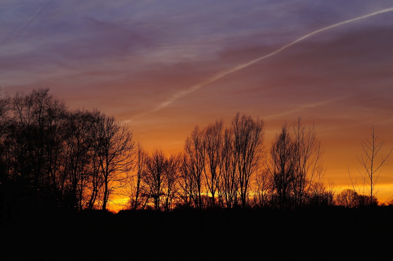 backlit, trees, sunset, dusk, growth, bare tree, romantic sky, tree branches, tree, scenics - nature, no people, dawn, dramatic, orange color, clouds, cloud - sky