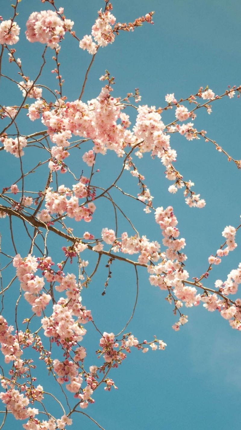 flowers, 2K, nature, phone