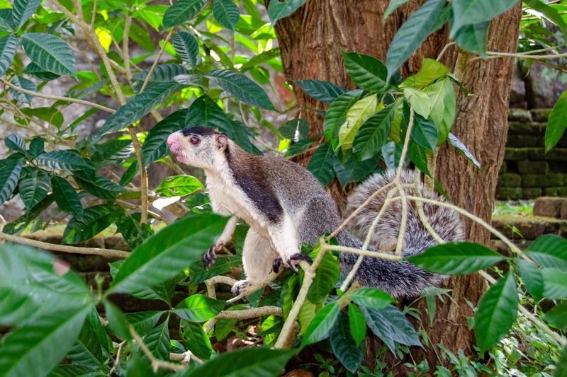 mammal, green color, sri lanka, vertebrate, outdoors, plant, tree squirrel, animal themes, animal wildlife, branch, tree, leaf, no people, plant part, grizzled giant squirrel