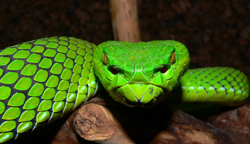Sri Lankan Pit Viper, Viper, Reptiles, Animal, 1080P