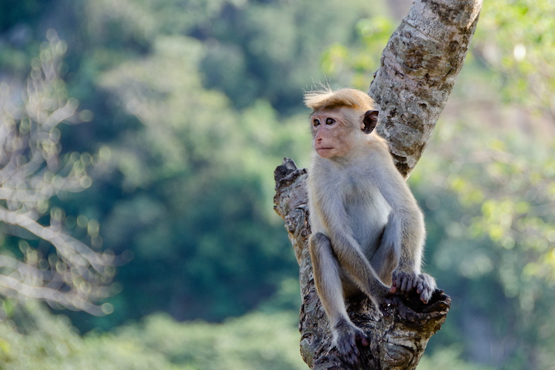 animals in the wild, monkey, primate, one animal, plant, day, sri lankan, toque macaque, animal wildlife, animal, nature, vertebrate, sri lanka, looking at camera