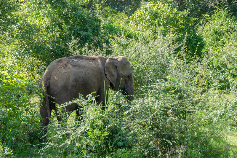 animal wildlife, sri lanka, land, growth, day, animals in the wild, vertebrate, herbivorous, 4K, animal, minneriya national park, tree, safari, animal family