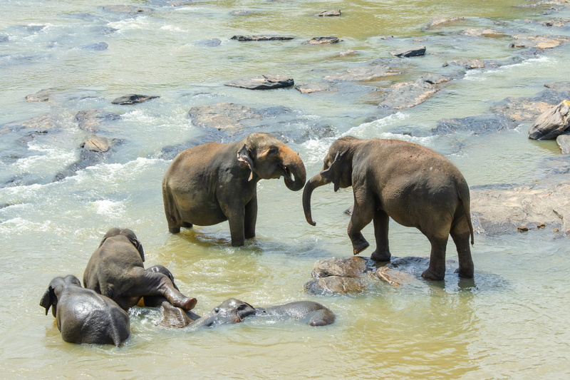 animal wildlife, day, sri lanka, waterfront, animal, rock, animals in the wild, group of animals, nature, solid, playing, rock - object, animal family