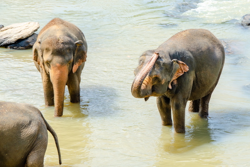 group of animals, no people, endangered, wildlife, herbivorous, 4K, animal themes, animal wildlife, elephant, animal body part, animal family, trunk, vertebrate