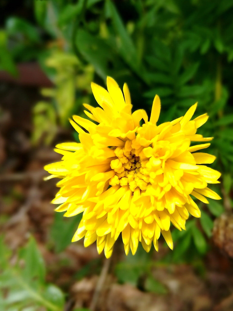 flower, gold, inflorescence, floral, colorful, growth, focus on foreground, plant, outdoors, flowering plant, freshness, gardening, day, sri lankan, 1080P