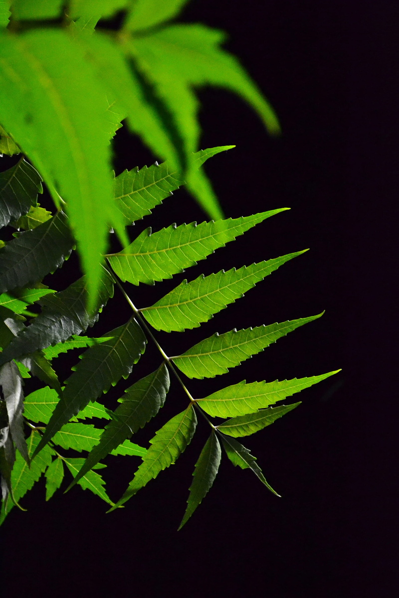 nature, sri lanka, tree, tranquility, beauty in nature, ceylon, high angle view, plant part, growth, black background, medicine, mawanella, local medicine