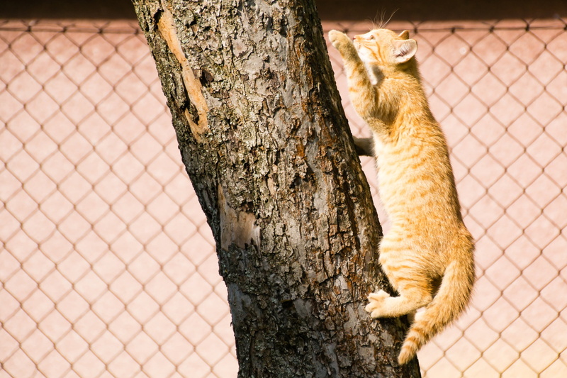 domestic cat, domestic animals, tree, cub, trunk, tomcat, pet, animal, beast, domestic, plant, hunt, animal themes, 1080P, vertebrate, day, climbs, nature