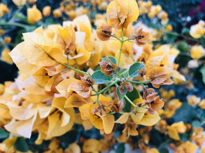 flower, honey bee, al dhaid, vase, e55 - sharjah - united arab emirates, beauty in nature, focus on foreground, petal, outdoors, yellow, 4K, planter, plant part