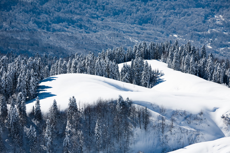 fir Tree, frost, trees, woodland, tranquility, white color, mountain, pine Tree, Sochi, european Alps, Russia, Krasnodar, tree, edge, sky, cold temperature