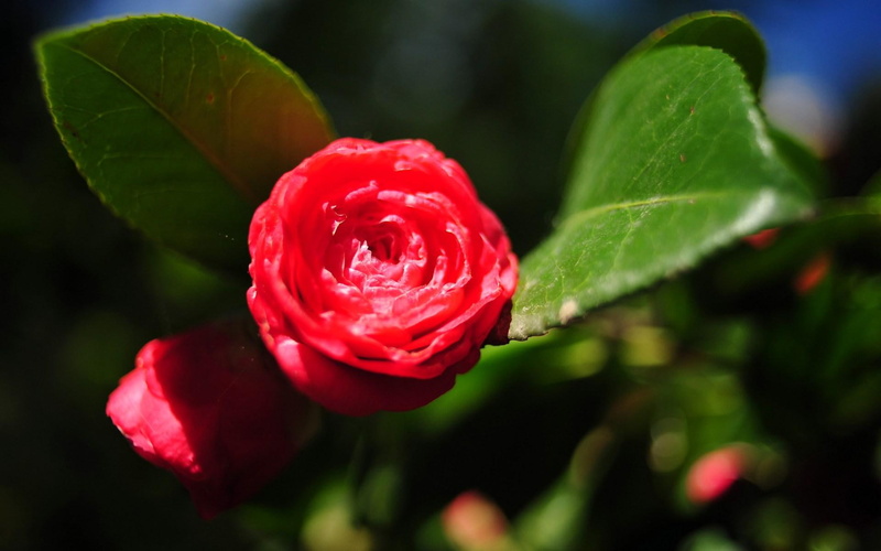 dendrarium, flower, 1080P, nature and landscapes, flowers, sochi, petal, red