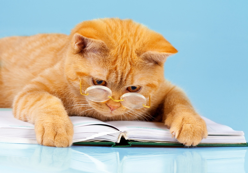 cute, mammal, studio shot, cat 4k mac desktop, one animal, publication, pets, feline, domestic, domestic cat, whisker, domestic animals, 4K, people, book