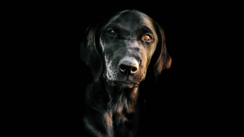 portraiture, obedience, looking, black Color, close-up, coated, pup, black, doggy, one Animal, labrador, animal Head, friendship, puppy dog, pets, photography