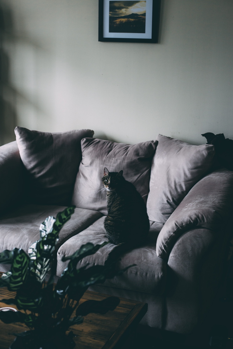 living room, black, domestic animals, pet, mammal, bed, room, domestic cat, lying down, cozy, comfortable, relaxation, home interior, cushion, house, cat