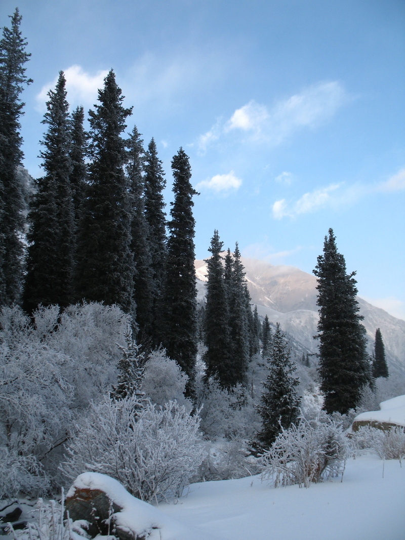 beauty in nature, tranquility, non-urban scene, mountain forests, plant, 2K, pine tree, ala-archa, national park, land, no people, winter, tien-shan, forest