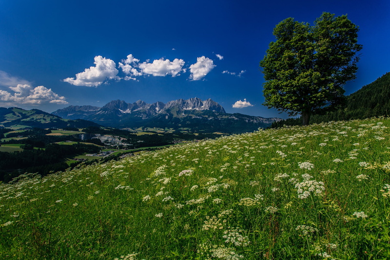 mountain, tranquil scene, green, environment, flowering plant, tree, pine tree, Tyrol, cloud - sky, tranquility, flowers, 1080P, outdoors, plant, Austria