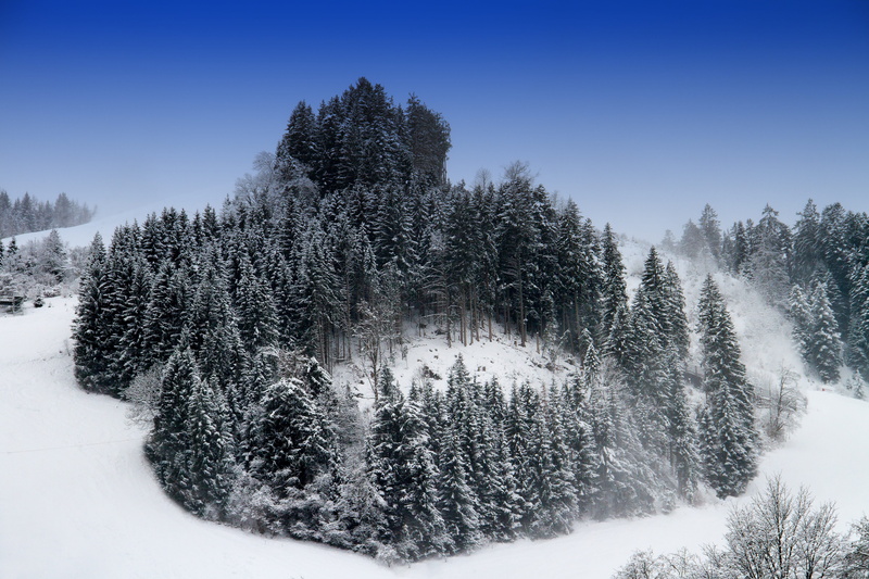snowy, winter, snowcapped mountain, coniferous tree, tree, pine woodland, forest, snow, snowing, tranquil scene, landscape, no people, pine, winter mood