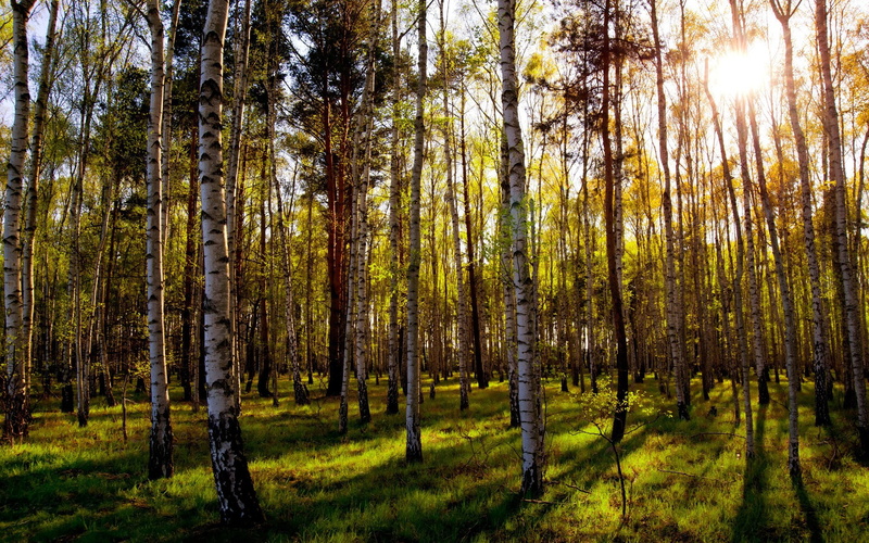 woodland, tranquil scene, nature, growth, tree trunk, grass, land, day, tranquility, tree, forest, no people, trunk, scenics - nature, pine woodland, non-urban scene