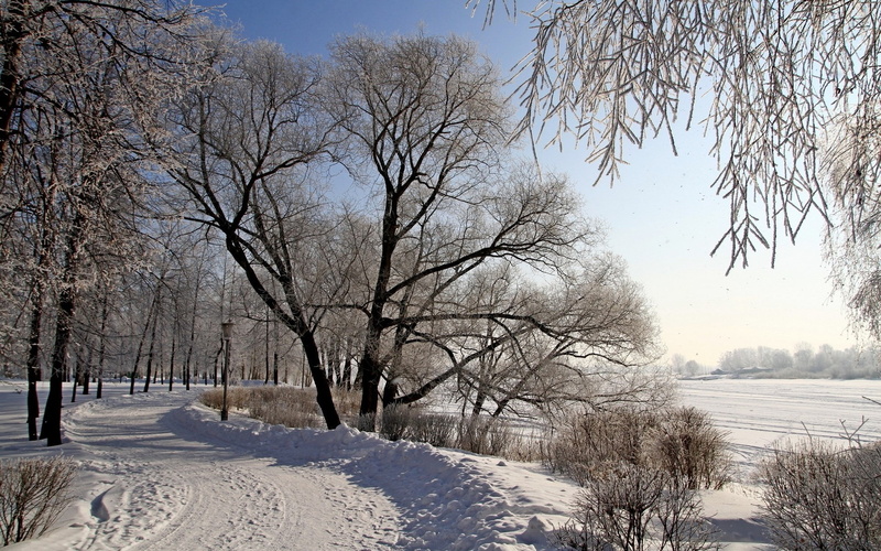 scenics - nature, winter, covering, field, tree, pc hd nature image 1920x1200, environment, day, outdoors, snowcapped mountain, extreme weather, 1080P