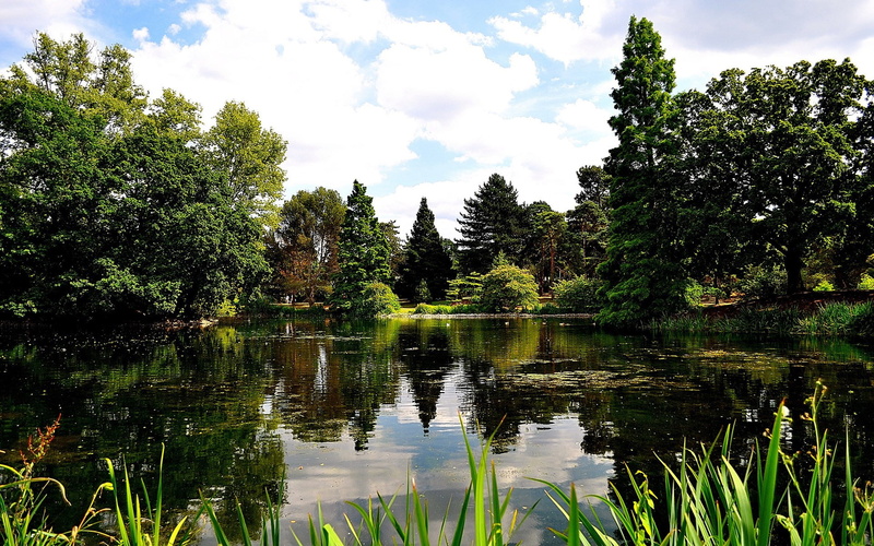 scenics - nature, tree, 1080P, lake, cloud - sky, plant, sky, outdoors, green color, water, download hd images of nature for pc 1920x1200, growth, tranquility