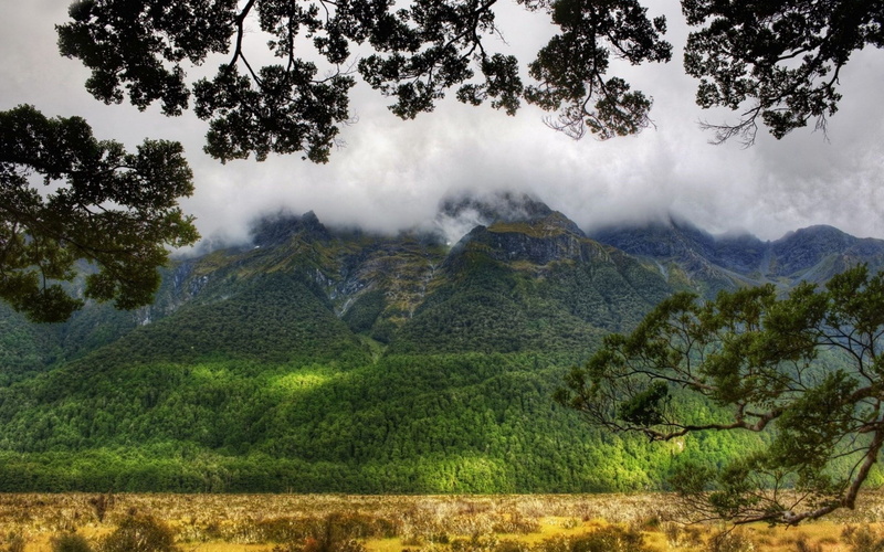 tree, environment, pc hd nature image 1920x1200, green color, idyllic, outdoors, no people, nature, mountain peak, day, remote, tranquil scene, tranquility